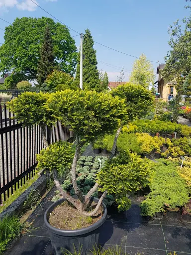 Szkółka krzewów i drzewek ozdobnych Mirosław Parchański